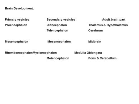 Brain Development: Primary vesiclesSecondary vesiclesAdult brain part ProencephalonDiencephalonThalamus & Hypothalamus TelencephalonCerebrum Mesencephalon.