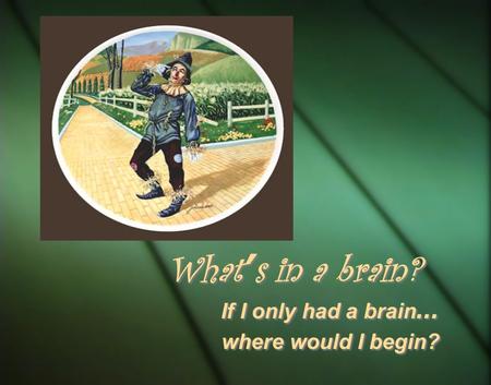 If I only had a brain … where would I begin? If I only had a brain … where would I begin? What ’ s in a brain?