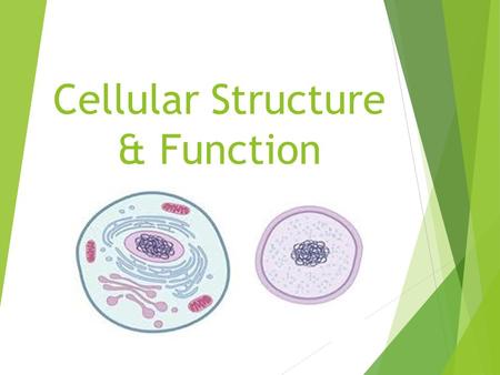 Cellular Structure & Function. Cell Theory  Anton Von Leeuwenhoek  Created 1 st light microscope  Robert Hooke  Coined the term “cells” – resembled.