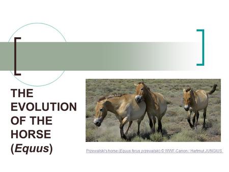 THE EVOLUTION OF THE HORSE (Equus) Przewalski's horse (Equus ferus przewalski) © WWF-Canon / Hartmut JUNGIUS.