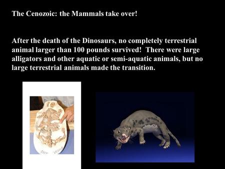 The Cenozoic: the Mammals take over! After the death of the Dinosaurs, no completely terrestrial animal larger than 100 pounds survived! There were large.