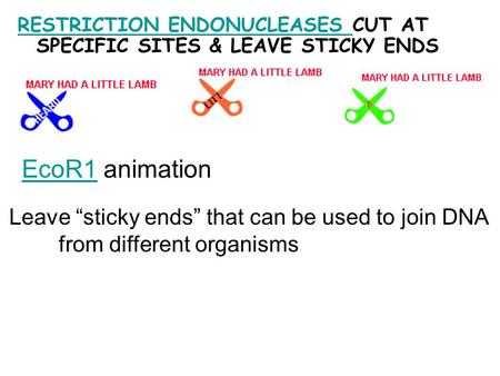 RESTRICTION ENDONUCLEASES RESTRICTION ENDONUCLEASES CUT AT SPECIFIC SITES & LEAVE STICKY ENDS EcoR1EcoR1 animation Leave “sticky ends” that can be used.