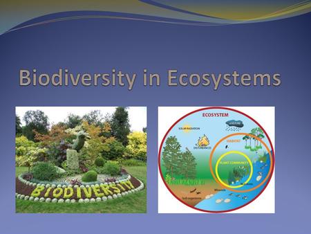 Biodiversity in Ecosystems