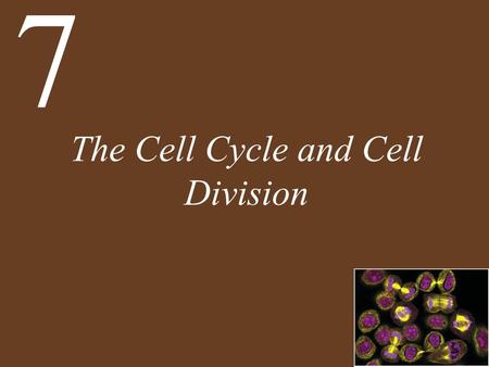 The Cell Cycle and Cell Division 7. Chapter 7 The Cell Cycle and Cell Division Key Concepts 7.1 Different Life Cycles Use Different Modes of Cell Reproduction.