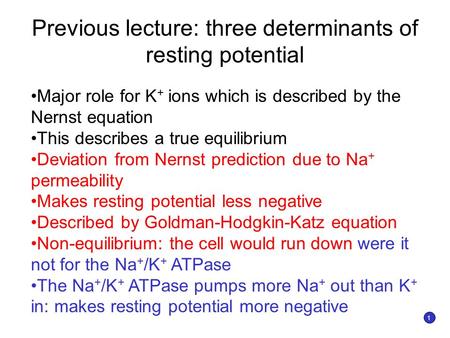 Previous lecture: three determinants of resting potential Major role for K + ions which is described by the Nernst equation This describes a true equilibrium.