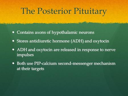 The Posterior Pituitary Contains axons of hypothalamic neurons Contains axons of hypothalamic neurons Stores antidiuretic hormone (ADH) and oxytocin Stores.