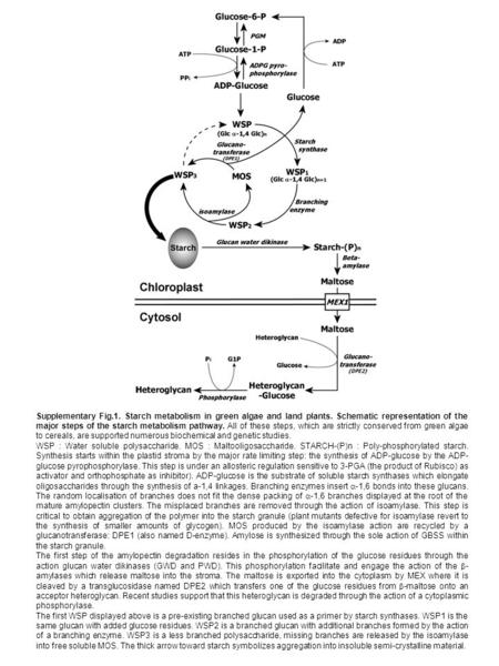 Supplementary Fig.1. Starch metabolism in green algae and land plants. Schematic representation of the major steps of the starch metabolism pathway. All.