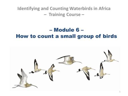 – Module 6 – How to count a small group of birds Identifying and Counting Waterbirds in Africa – Training Course – 1.