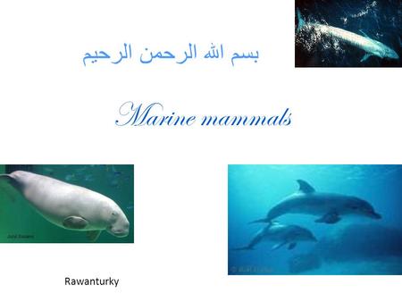 بسم الله الرحمن الرحيم Marine mammals Rawanturky.