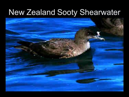 New Zealand Sooty Shearwater. Puffinus griseus The Sooty Shearwater (Puffinus griseus) is a medium-large shearwater in the seabird family Procellariidae.