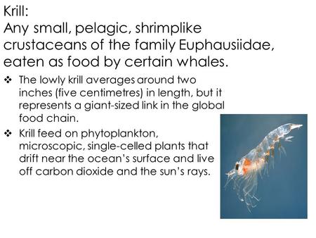 Krill: Any small, pelagic, shrimplike crustaceans of the family Euphausiidae, eaten as food by certain whales.  The lowly krill averages around two inches.