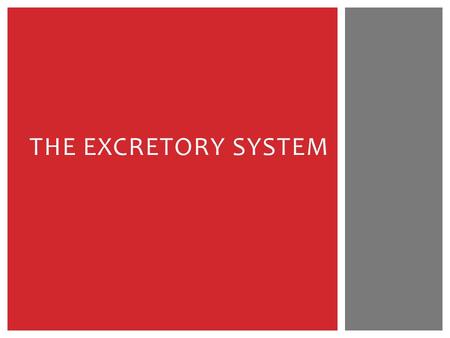 THE EXCRETORY SYSTEM.  Throughout our daily activities, our bodies produce a lot of waste.  Leftovers from digestive system.  Carbon dioxide from cellular.