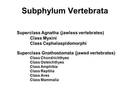 Subphylum Vertebrata Superclass Agnatha (jawless vertebrates)