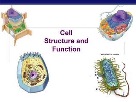 Cell Structure and Function