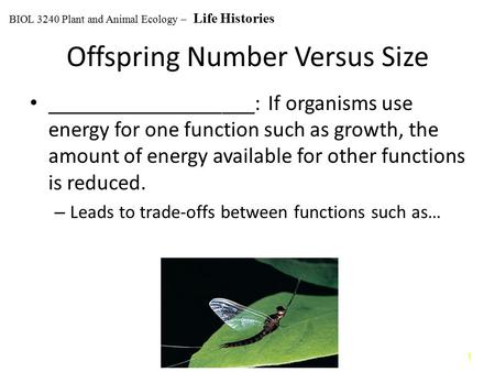 Offspring Number Versus Size