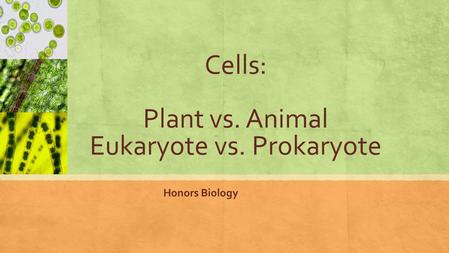 Cells: Plant vs. Animal Eukaryote vs. Prokaryote Honors Biology.