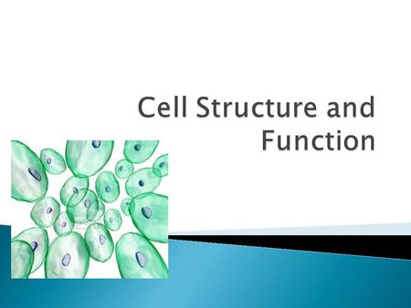 Cell Structure and Function