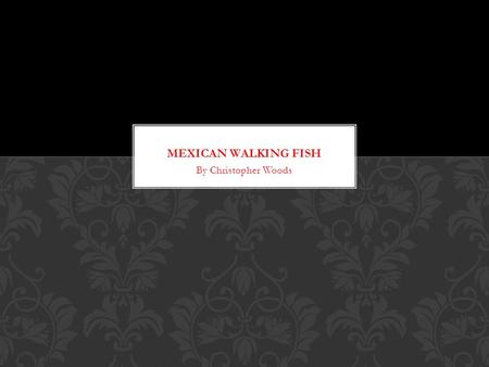 By Christopher Woods. They have many names that come from how they look. 1.Alien-looking Axolotl salamander 2.Ambystoma Mexicanum 3.Mexican walking fish.