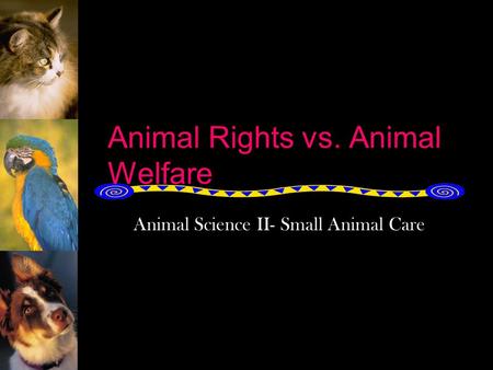 Animal Rights vs. Animal Welfare Animal Science II- Small Animal Care.