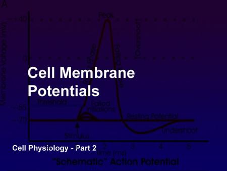 Agenda Membrane potentials – what they are Formation of membrane potentials Types and uses of membrane potentials The significance of membrane potentials.