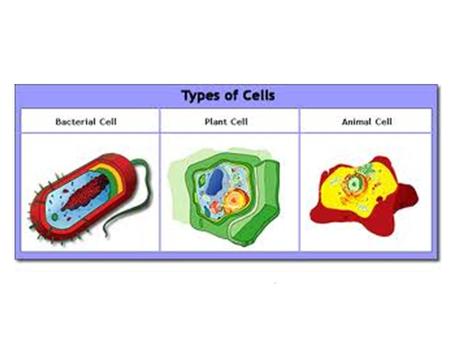 Prokaryotic Cells lack a membrane-bound nucleus The word prokaryote comes from the Greek πρό- (pro-) before and καρυόν (karyon) nut or kernel.