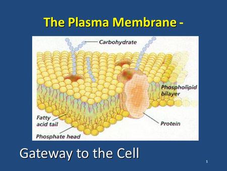 1 The Plasma Membrane The Plasma Membrane - Gateway to the Cell.