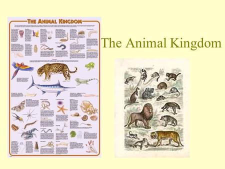 The Animal Kingdom Unifying Animal Concepts: 1. They are classified according to body plan, symmetry, number of germ layers, & level of organization.