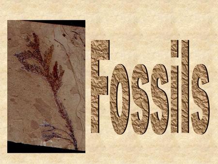 Fossils.