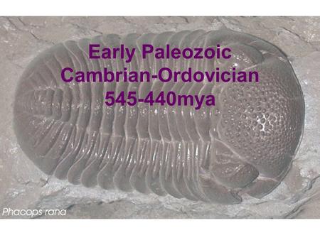 Early Paleozoic Cambrian-Ordovician mya