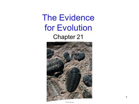 1 The Evidence for Evolution Chapter 21. 2 Evidence of Natural Selection Darwin collected a closely related group of 14 finch species in the Galápagos.