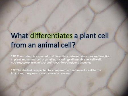 12D The student is expected to differentiate between structure and function in plant and animal cell organelles, including cell membrane, cell wall, nucleus,