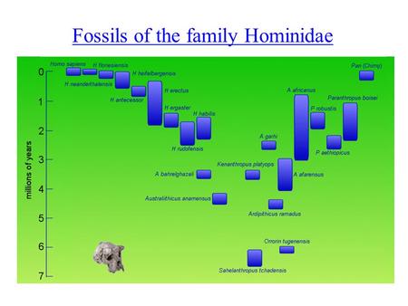 Fossils of the family Hominidae. Australopithecus afarensis 3.9-3my 375-550 cc Chimp-like skull with human-like teeth post cranial skeletal structure.