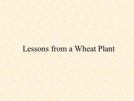 Lessons from a Wheat Plant. Principal grain crops of the Palestine area: wheat and barley BARLEY WHEAT.