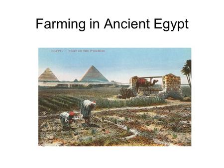 Farming in Ancient Egypt