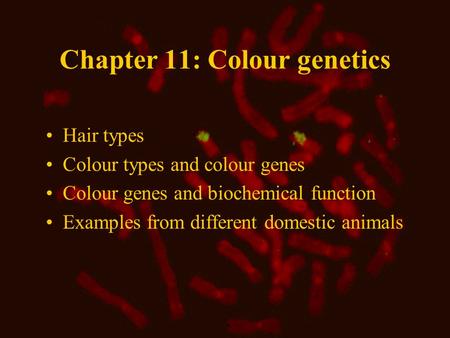 Chapter 11: Colour genetics Hair types Colour types and colour genes Colour genes and biochemical function Examples from different domestic animals.