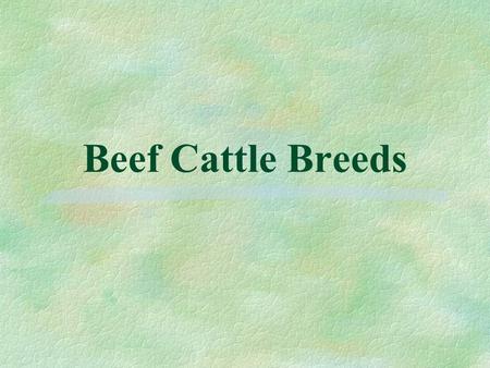 Beef Cattle Breeds.