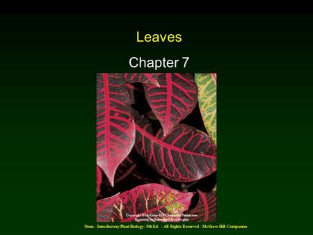 Stern - Introductory Plant Biology: 9th Ed. - All Rights Reserved - McGraw Hill Companies Leaves Chapter 7 Copyright © McGraw-Hill Companies Permission.