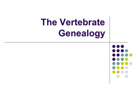 The Vertebrate Genealogy. What is a chordate? There are 4 anatomical structures that appear during some point during the animal’s lifetime: 1. Notochord.