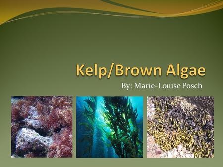 By: Marie-Louise Posch. Kelp Kelp – general term for 124 species of brown algae. Classified in the Kingdom Chromista or Protista.