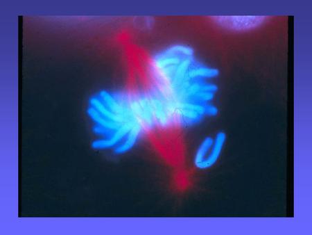 Identify forces responsible for chromosome movement Determine the repertoire of chromosome movement in segregation, repair and recombination What.