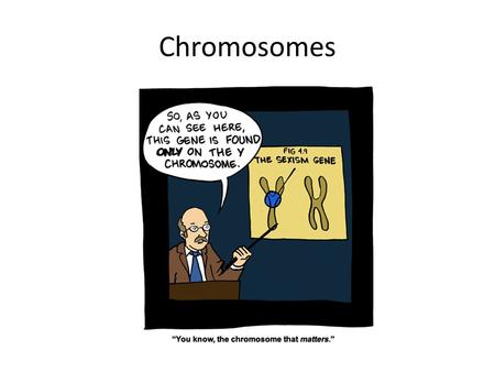 Chromosomes. By the end of this class you should understand: The structure and function of human chromosomes The purpose of the different types of cell.