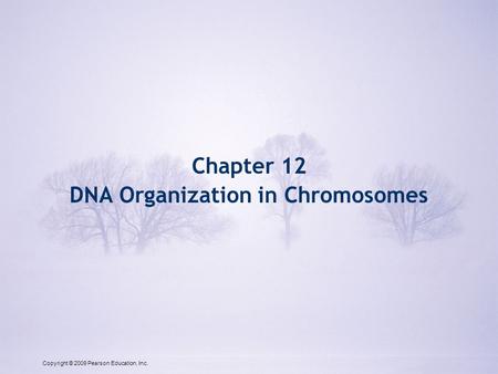 Copyright © 2009 Pearson Education, Inc. Chapter 12 DNA Organization in Chromosomes Copyright © 2009 Pearson Education, Inc.