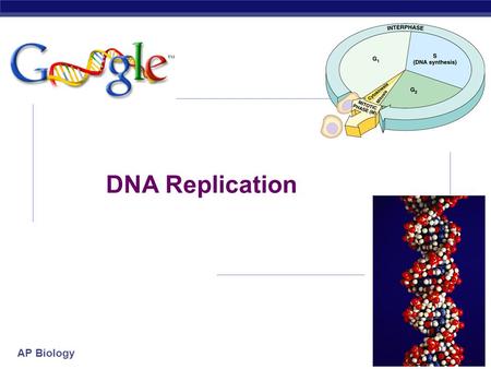 AP Biology 2007-2008 DNA Replication AP Biology Watson and Crick 1953 article in Nature.