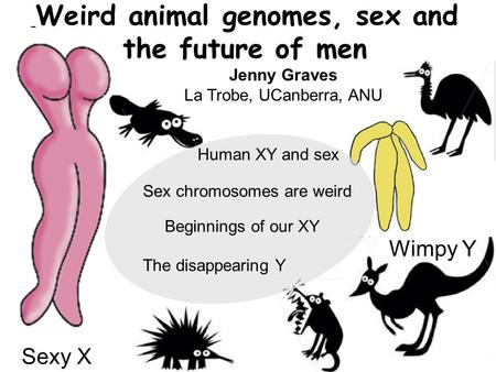 Sexy X Wimpy Y Jenny Graves La Trobe, UCanberra, ANU Beginnings of our XY Sex chromosomes are weird The disappearing Y Weird animal genomes, sex and the.