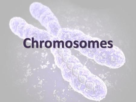 Chromosomes.