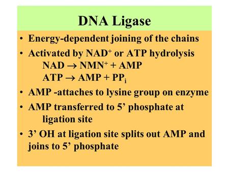 DNA Ligase Energy-dependent joining of the chains Activated by NAD + or ATP hydrolysis NAD  NMN + + AMP ATP  AMP + PP i AMP -attaches to lysine group.