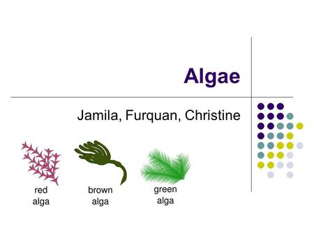 Algae Jamila, Furquan, Christine. Kelp / Brown Algae Most are marine, intertidal and subtidal Thallus Holdfast Stipe Blades Biochemical adaptations: cell.