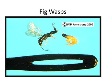 Fig Wasps. Lichens as Bio-indicators Lichens are alga and fungi living symbiotically (they have to live together to survive) The alga make sugars by photosynthesis.