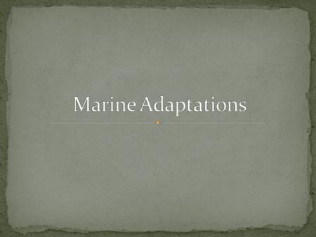 Mammals Dolphins Whales Manatees Reptiles Sea turtles Alligators Fish Sharks Many others Invertebrates Shellfish Shrimp Snails Corals Jellyfish Worms.