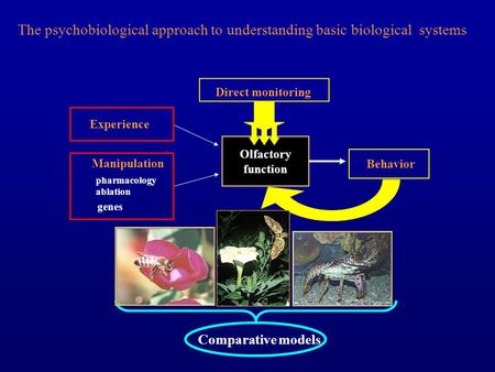 Olfactory function The psychobiological approach to understanding basic biological systems Behavior Direct monitoring Comparative models Experience Manipulation.